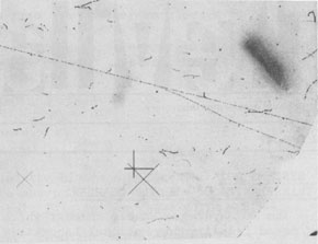 Tests on November 9th In the ANL hydrogen bubble chamber, after completion of the Installation at NAL, showed these cosmic ray and CO60 tracks