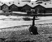 From the Arctic Circle to NAL, Canadian Goose inspects his new habitat